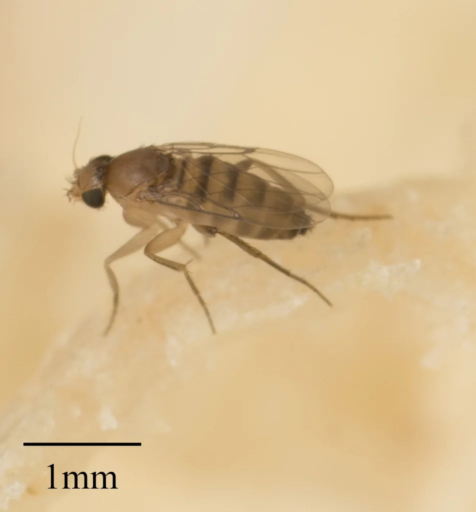 Close-up of a coffin fly showing body structure and striped abdomen