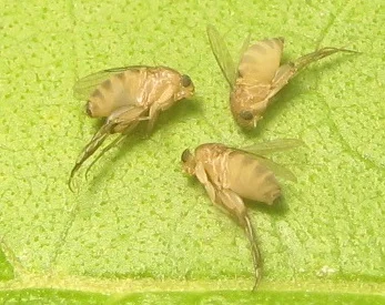 Multiple coffin flies on a leaf surface