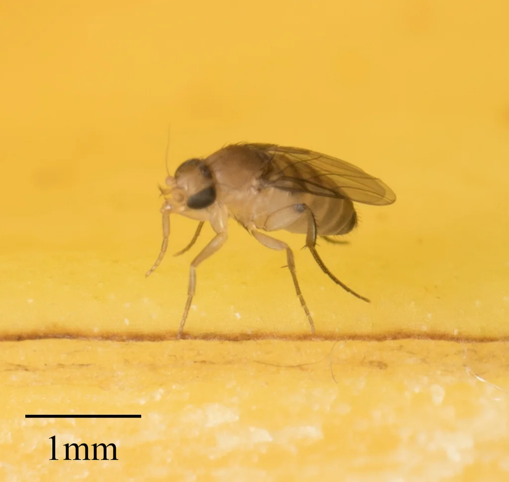 Side profile of a coffin fly on a yellow surface showing its humpbacked appearance