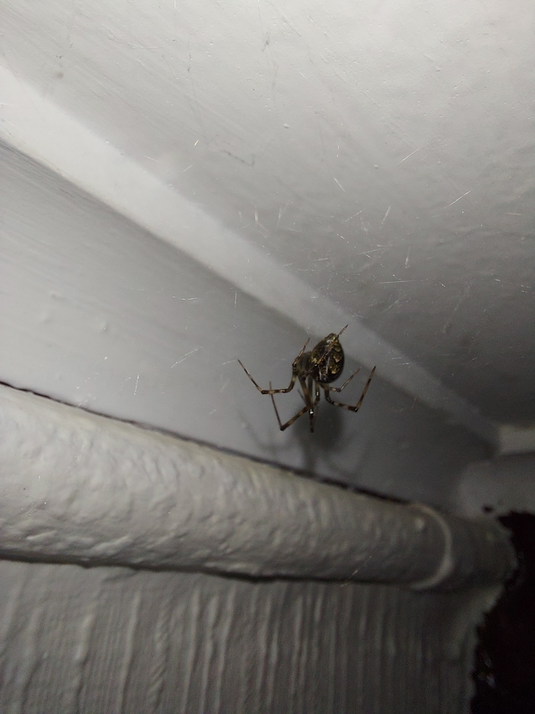 Common house spider in corner of Clifton Virginia home near ceiling