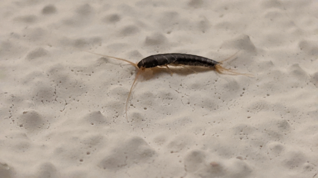 Common silverfish found in a Frederick Maryland basement during a pest inspection