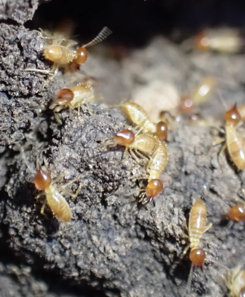 Group of conehead termites on nest surface displaying colony activity
