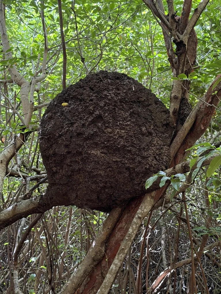 Large dark brown conehead termite nest in tree canopy showing characteristic bumpy texture