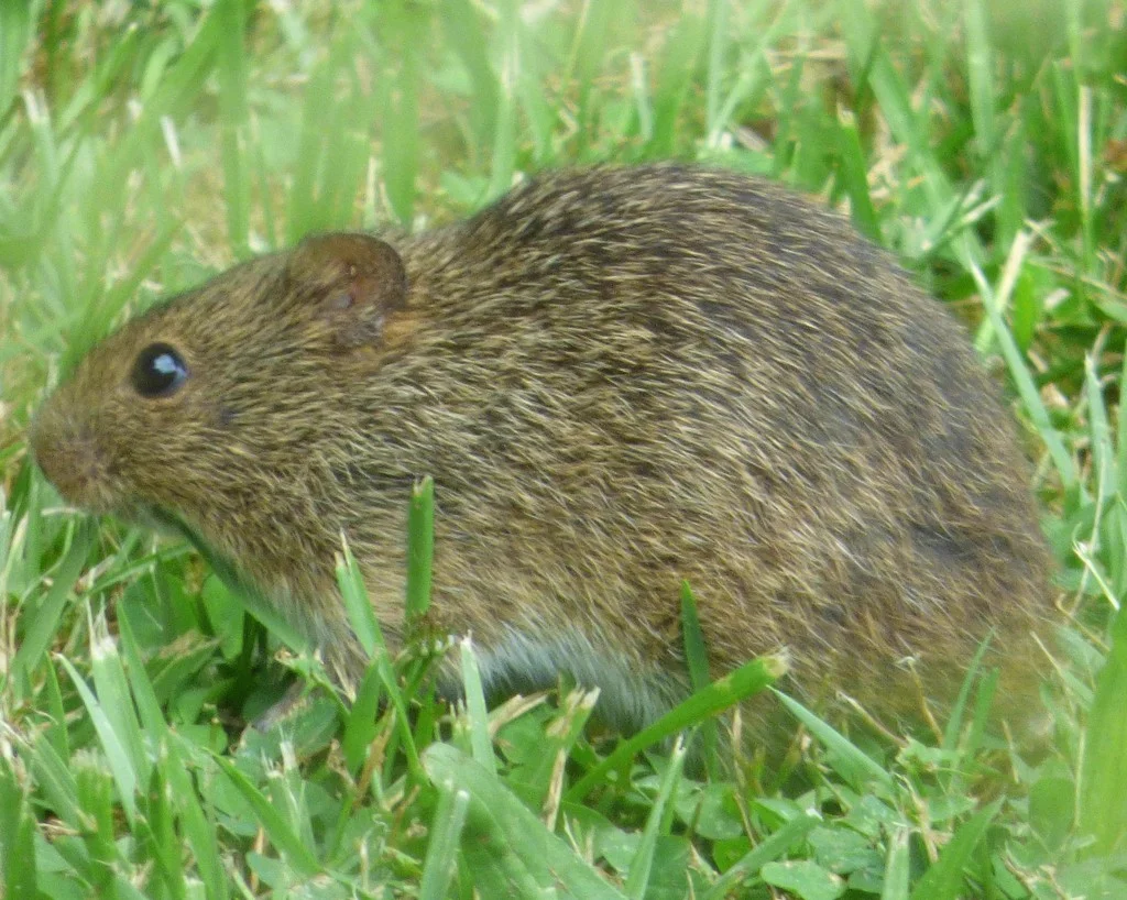 Hispid cotton rat with coarse brown fur