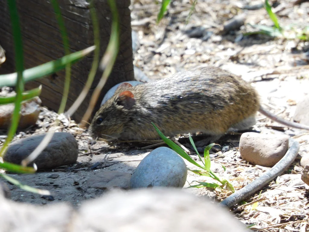 Cotton rat foraging on the ground