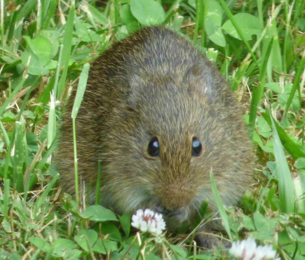 Front view of a cotton rat showing its face and small ears