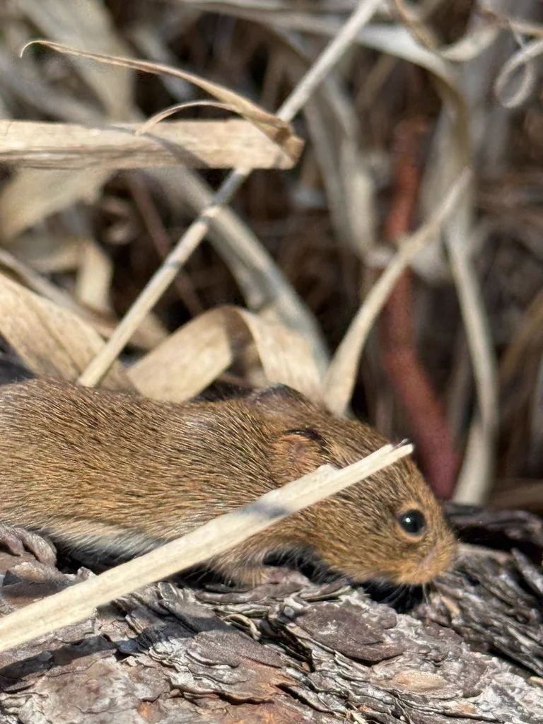 Cotton rat in natural dried vegetation habitat