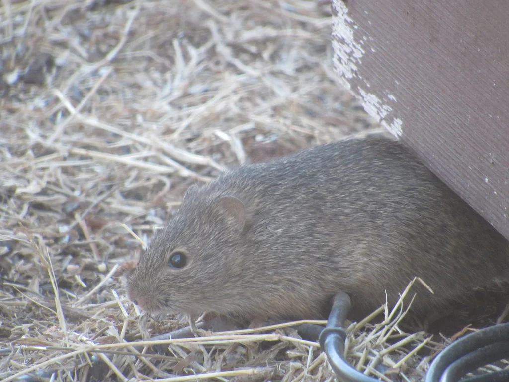 Side profile of a cotton rat near a structure