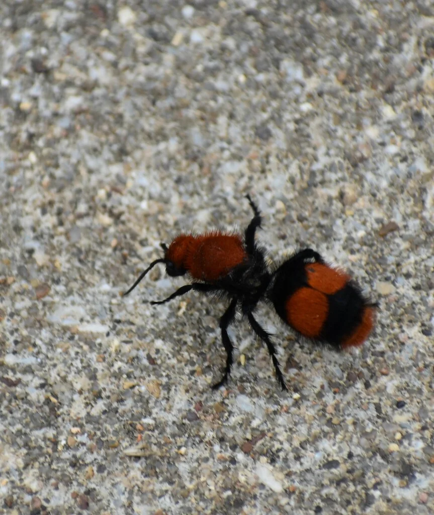 Cow killer velvet ant walking on concrete surface