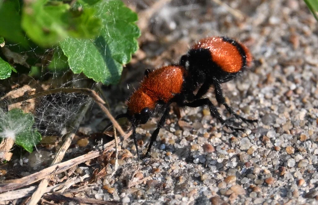 Cow killer with green leaf background showing fuzzy texture