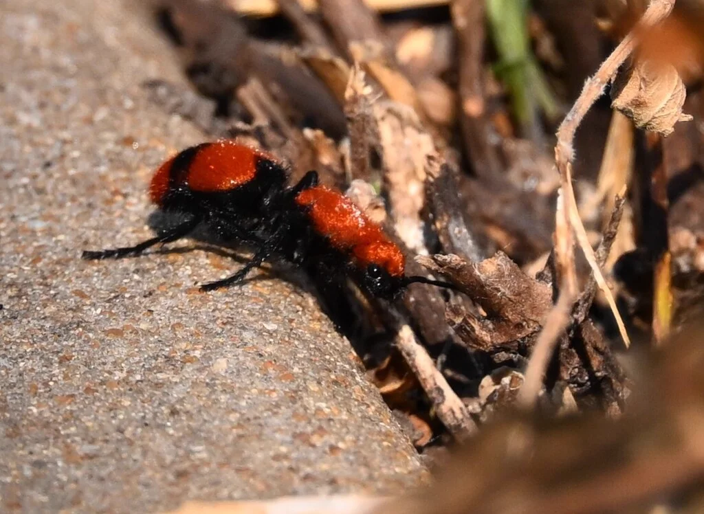 Side profile of cow killer on rocks