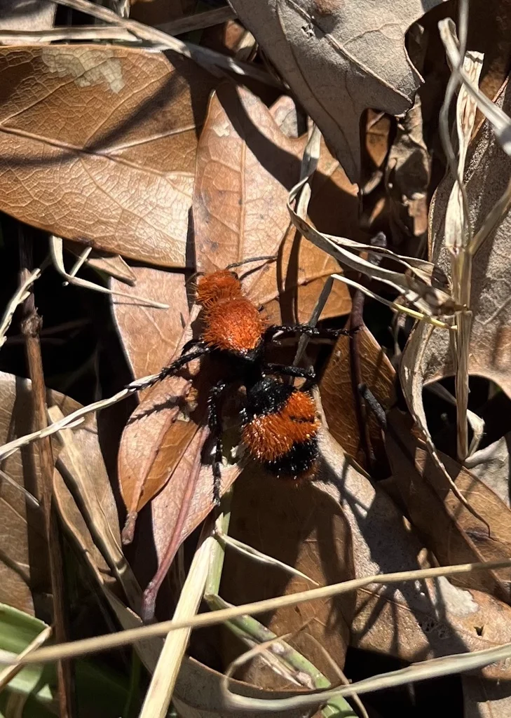 Cow killer on dried leaves showing orange-red coloration