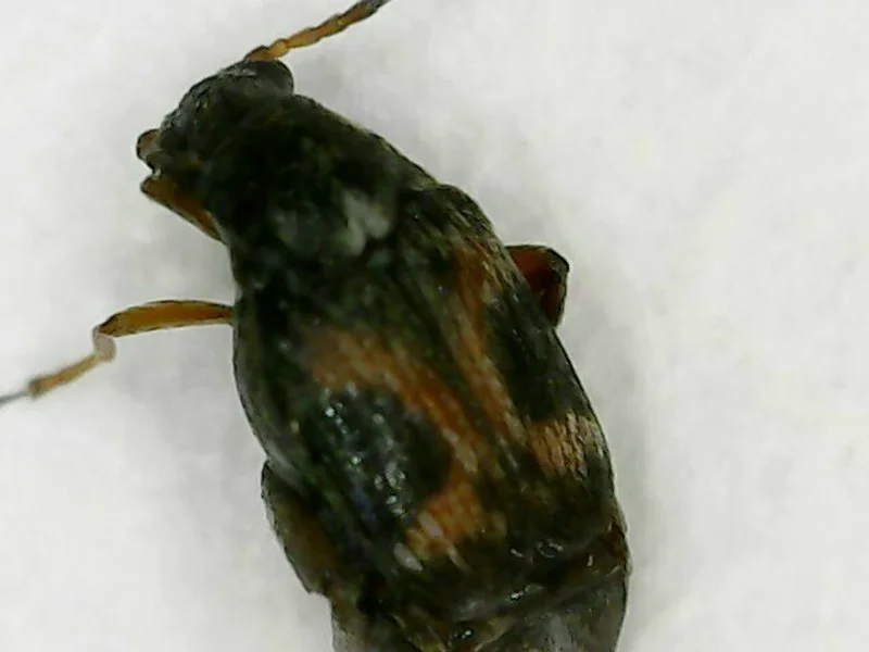 Dorsal view of a cowpea weevil on a white surface showing mottled brown and dark wing covers