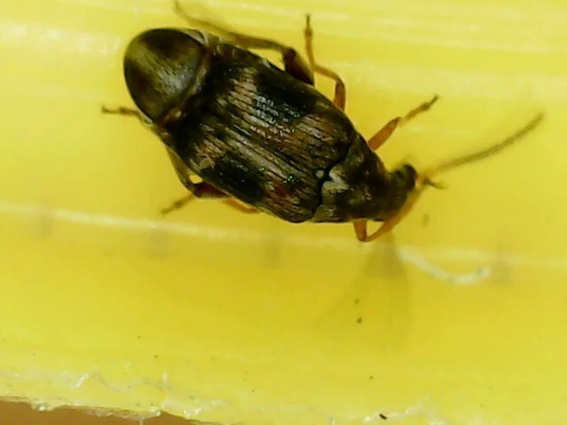 Close-up of a cowpea weevil displaying reddish-brown wing covers and dark markings