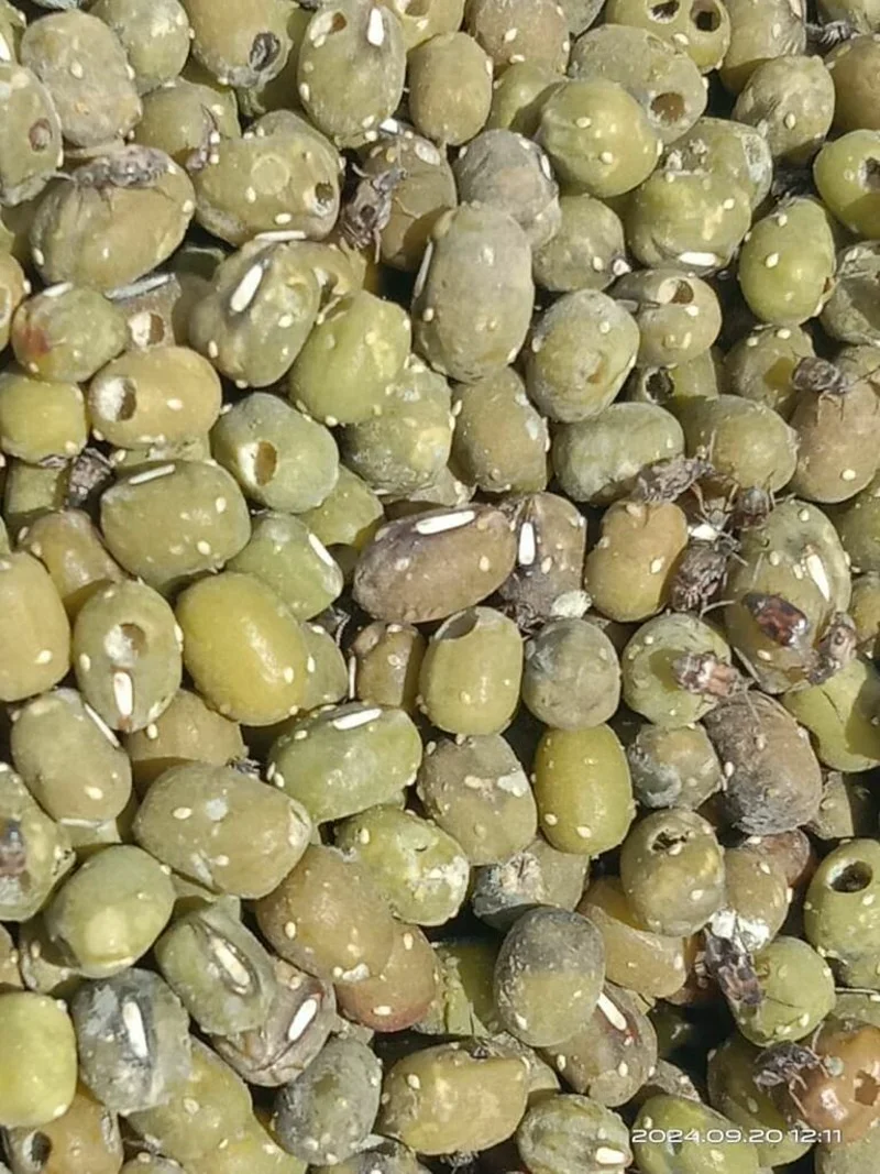 Cowpea weevils infesting stored mung beans showing exit holes and adult beetles among seeds
