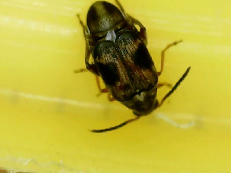 Front-top view of a cowpea weevil showing head, thorax, and wing cover markings