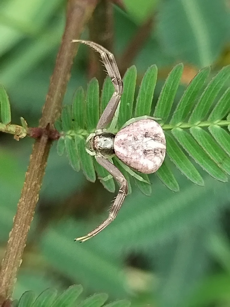 Bark crab spider on a fern leaf showing cryptic gray and brown patterning