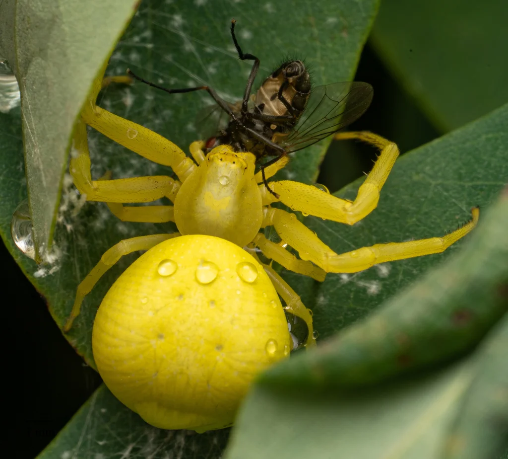 Yellow crab spider on a green leaf