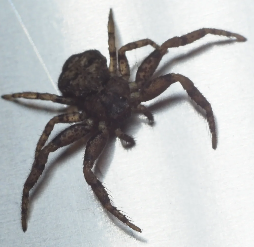 Brown ground crab spider showing mottled coloration for camouflage