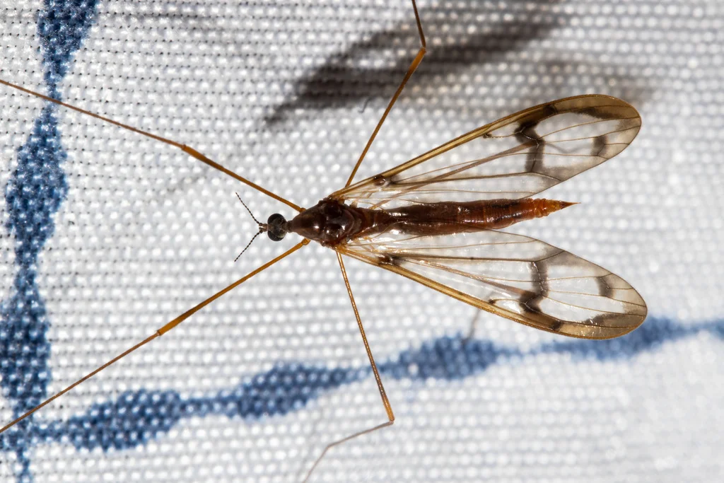 Close-up of a crane fly on fabric showing detailed wing venation