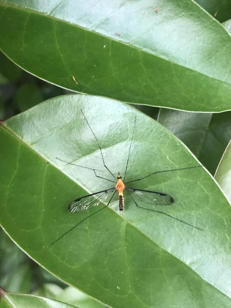 Crane fly resting on a green leaf in its natural habitat