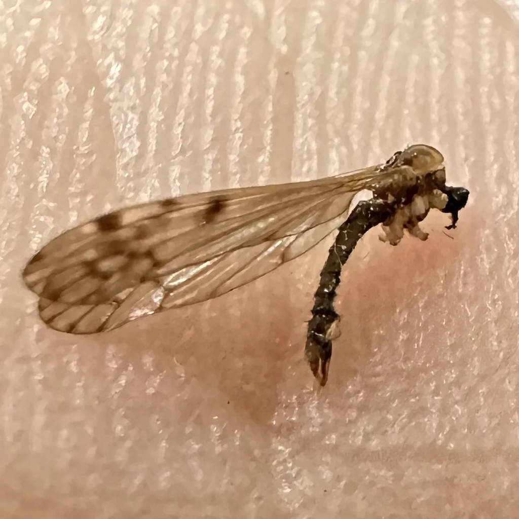 Detailed view of crane fly wing pattern and body structure