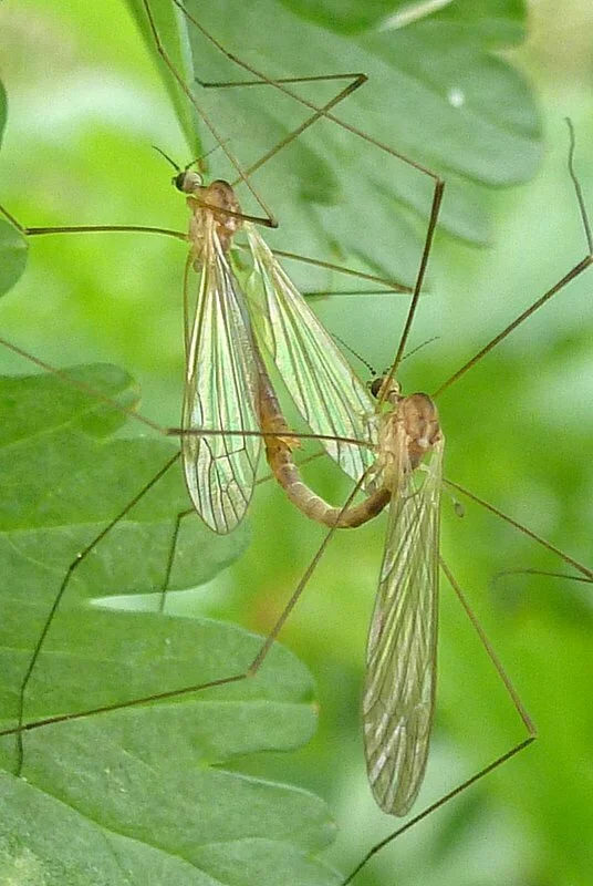 Two crane flies mating on vegetation