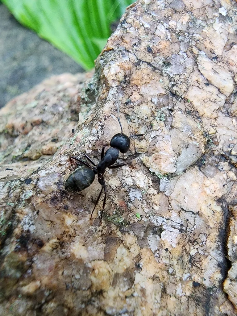 Eastern black carpenter ant on a granite landscape rock in a shady Crofton Maryland yard
