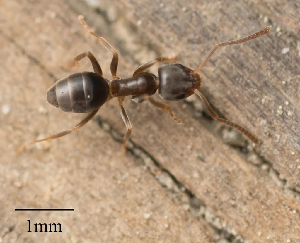 Close-up of an odorous house ant on wood, the tiny ant that trails through Crofton townhome kitchens