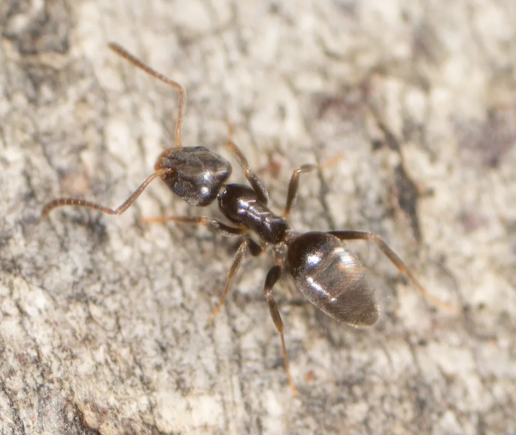 Two odorous house ants on a stone surface near the foundation of a Crofton Maryland townhome