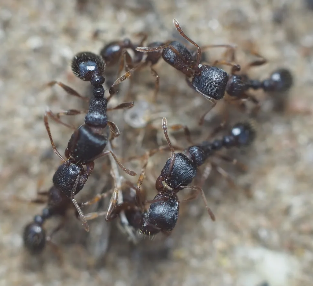 Two pavement ant workers on sandy soil beside a driveway joint in Crofton Maryland