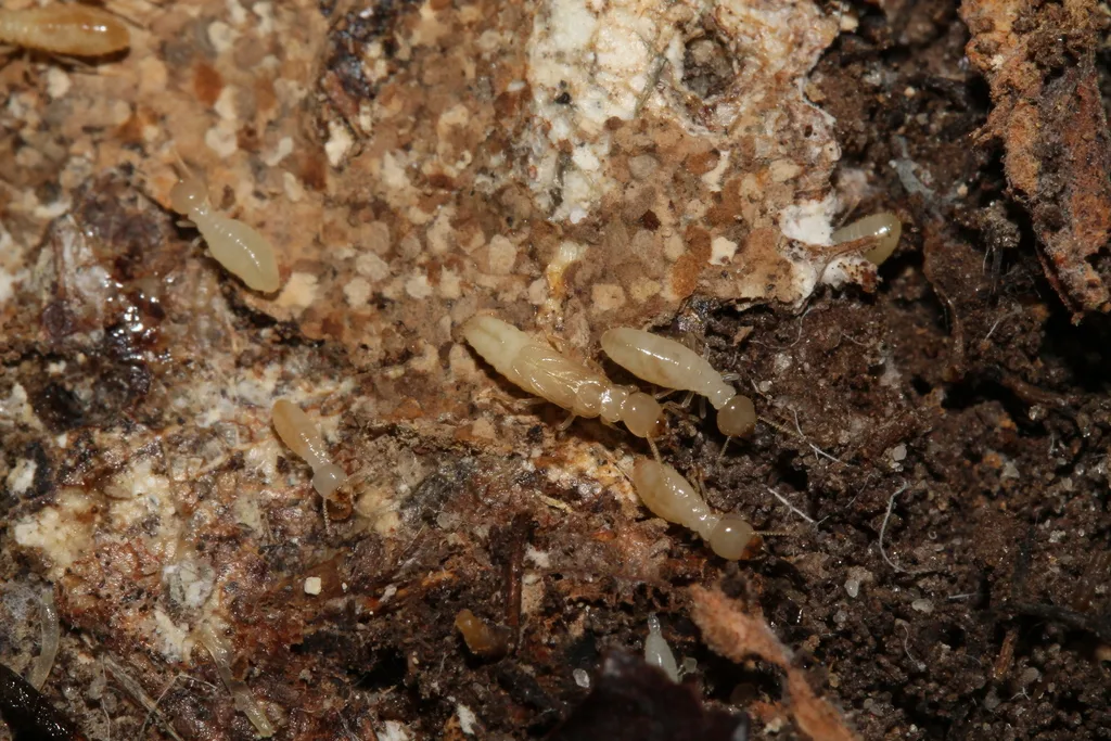 Eastern subterranean termite workers inside damp wood, the termite that infests Crofton MD homes