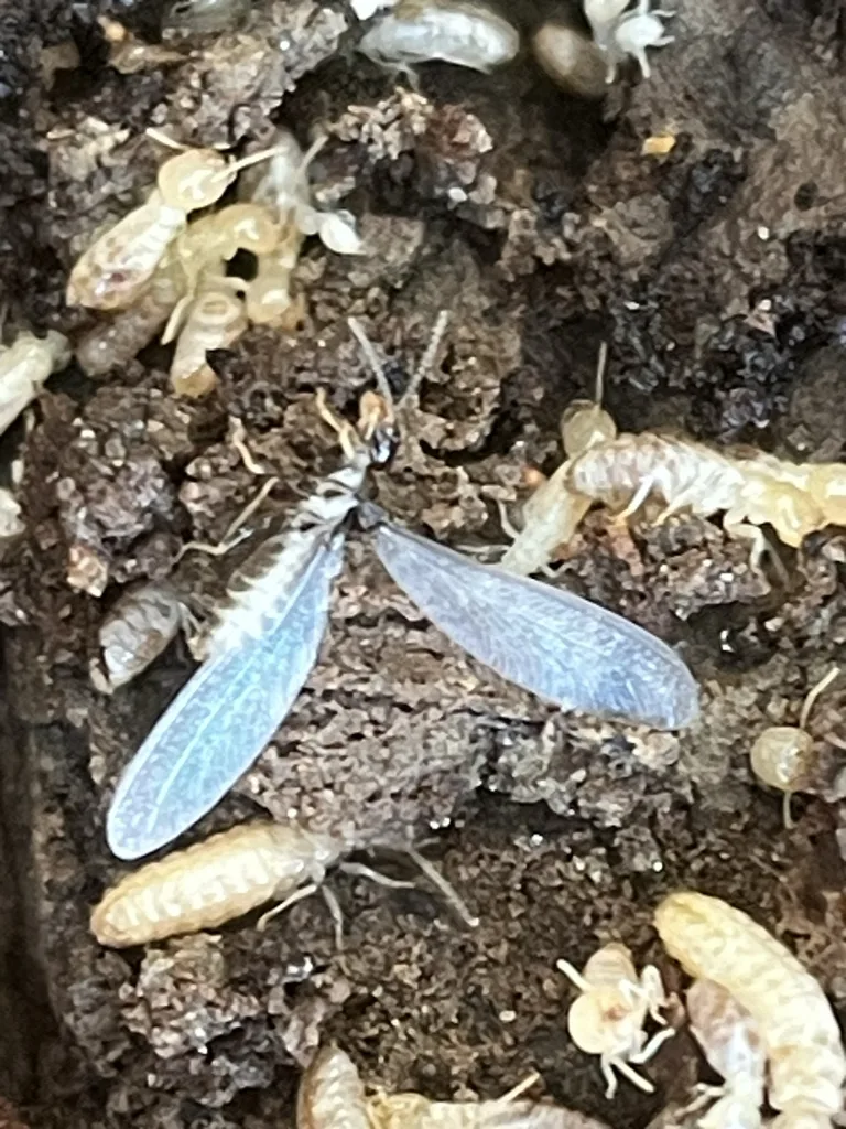 Winged termite swarmer surrounded by workers in a subterranean colony in Maryland