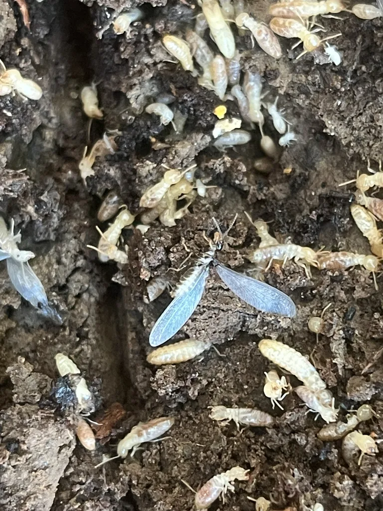 Termite colony with winged swarmers and workers, the kind that emerge in Crofton MD homes each spring
