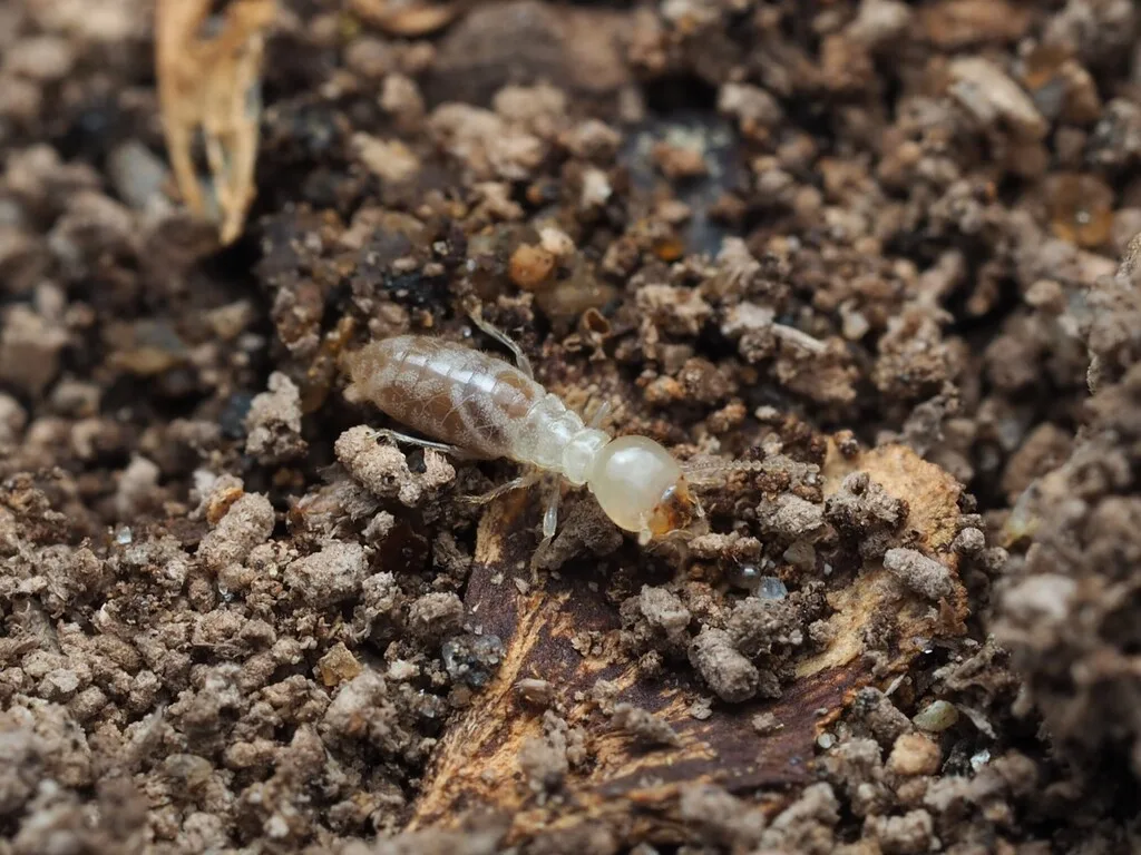 Eastern subterranean termite worker in soil, the species that damages homes in Crofton Maryland