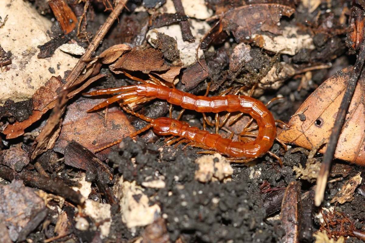 Cryptops centipede in natural leaf litter habitat