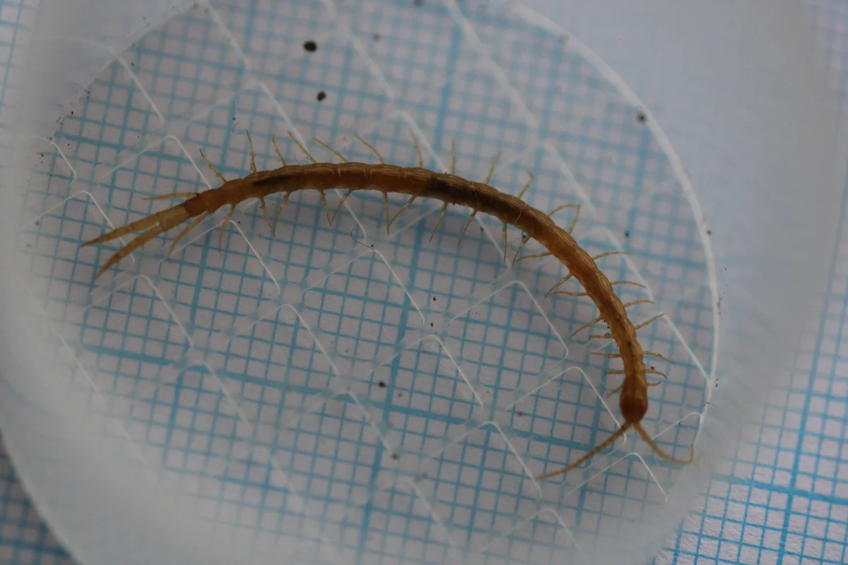 Cryptops centipede specimen showing characteristic body shape