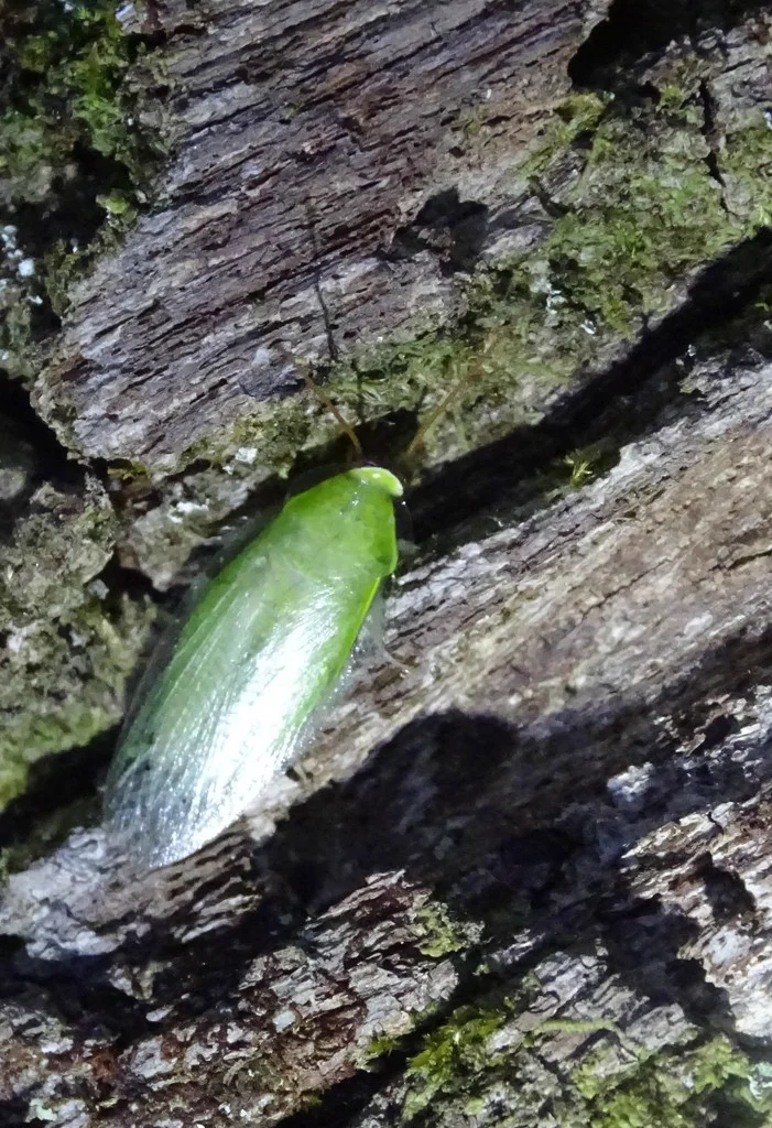 Cuban cockroach on tree bark in natural outdoor habitat
