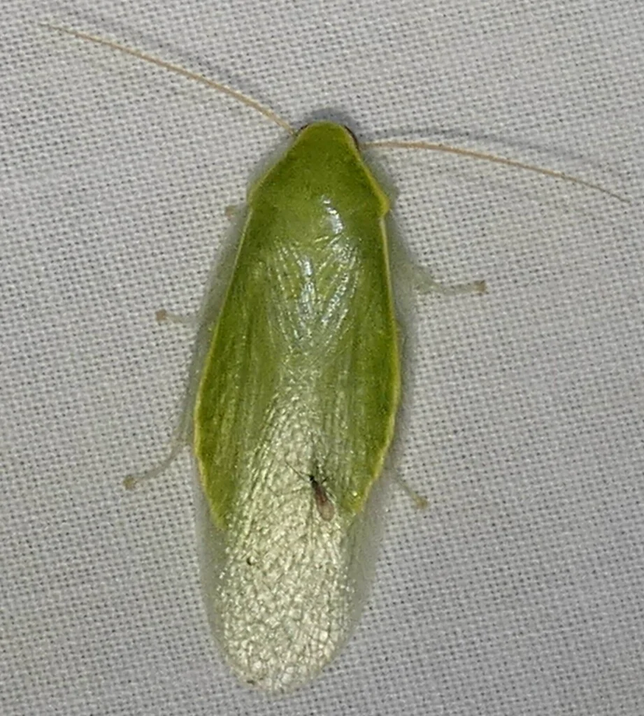 Cuban cockroach on fabric surface showing yellowish-green wings