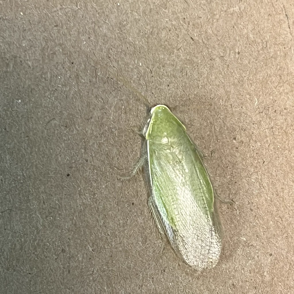 Cuban cockroach on neutral background showing full body shape