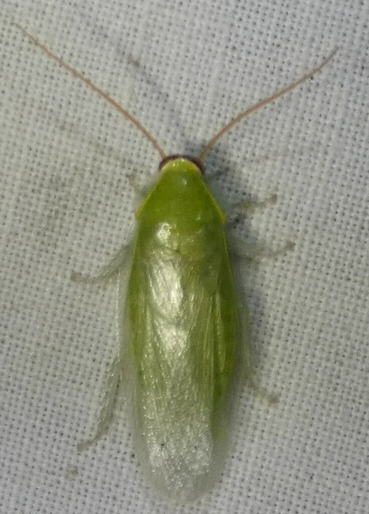 Cuban cockroach from above displaying pale green body and long antennae