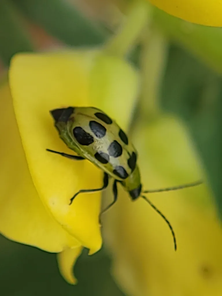 Spotted cucumber beetle on a yellow flower petal showing its greenish body and dark spots