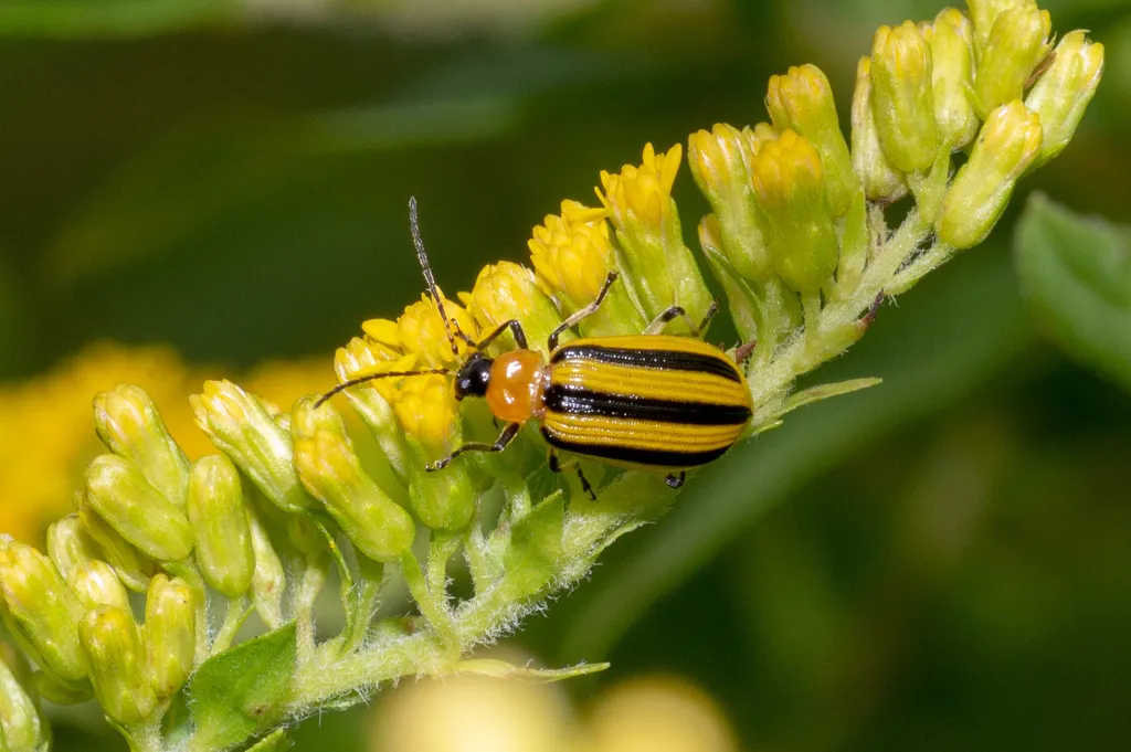 Striped cucumber beetle feeding on yellow flower buds in a garden setting