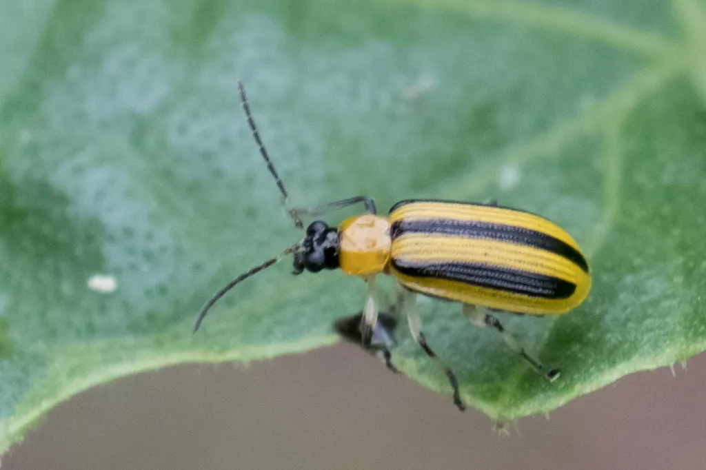 Striped cucumber beetle resting on a green leaf showing its yellow and black striped pattern