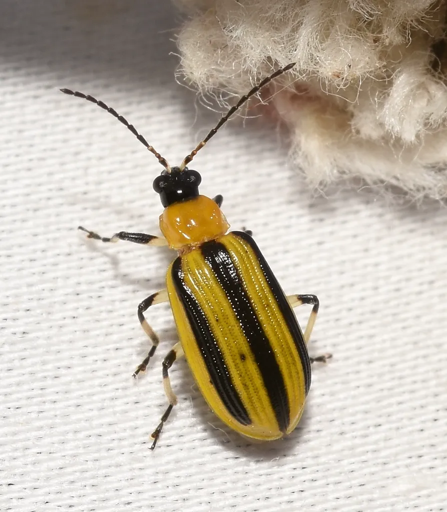 Top-down view of a striped cucumber beetle showing three bold black stripes on yellow wing covers