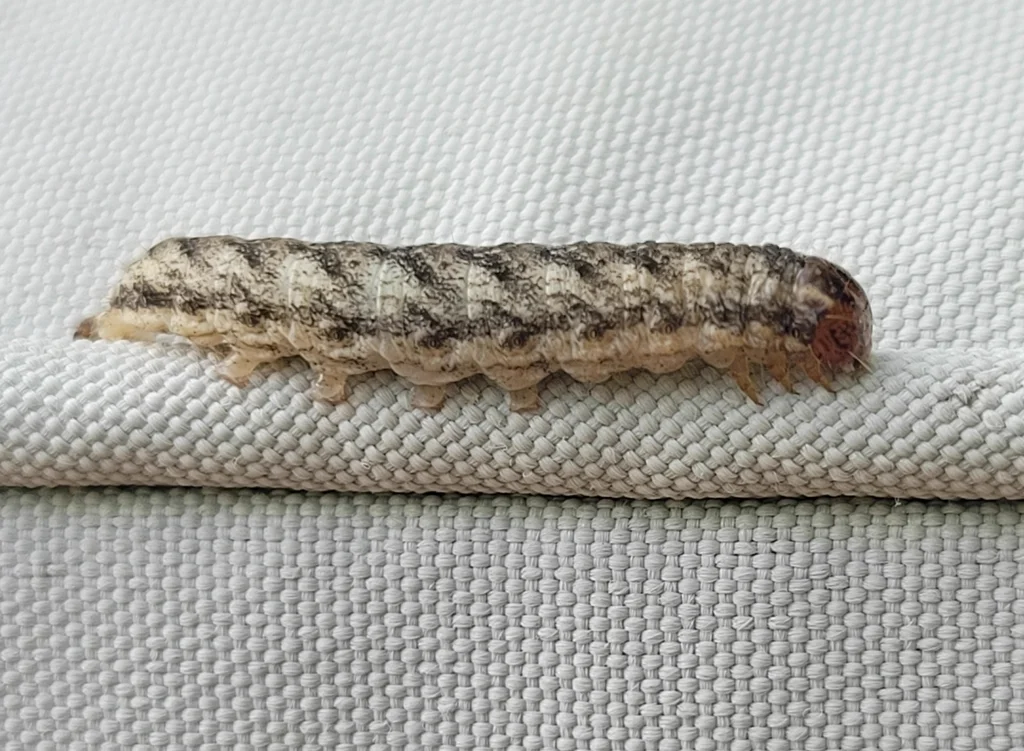 Cutworm caterpillar with distinctive gray and brown striped markings