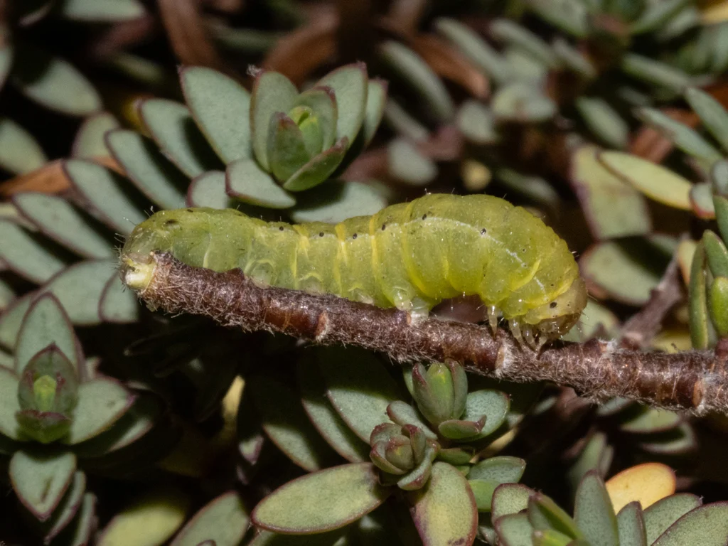 Green cutworm caterpillar on plant stem