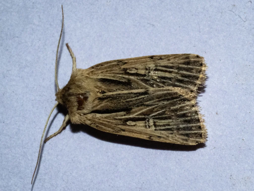 Adult cutworm moth with brown patterned wings
