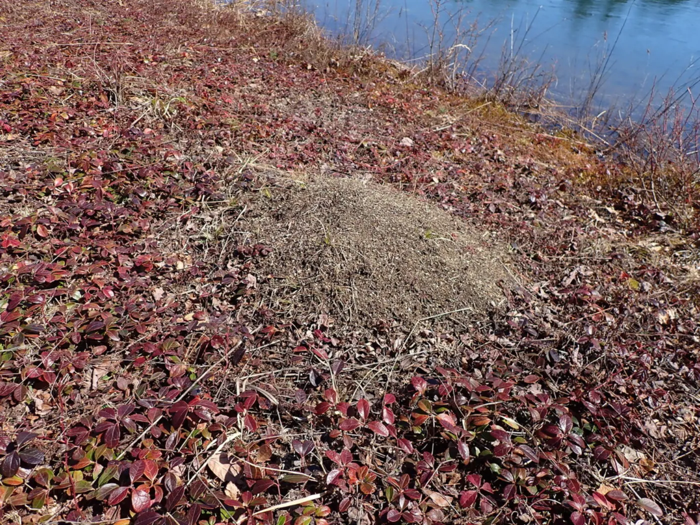 Domed Allegheny mound ant hill surrounded by bare ground at the edge of an open field near Damascus, MD