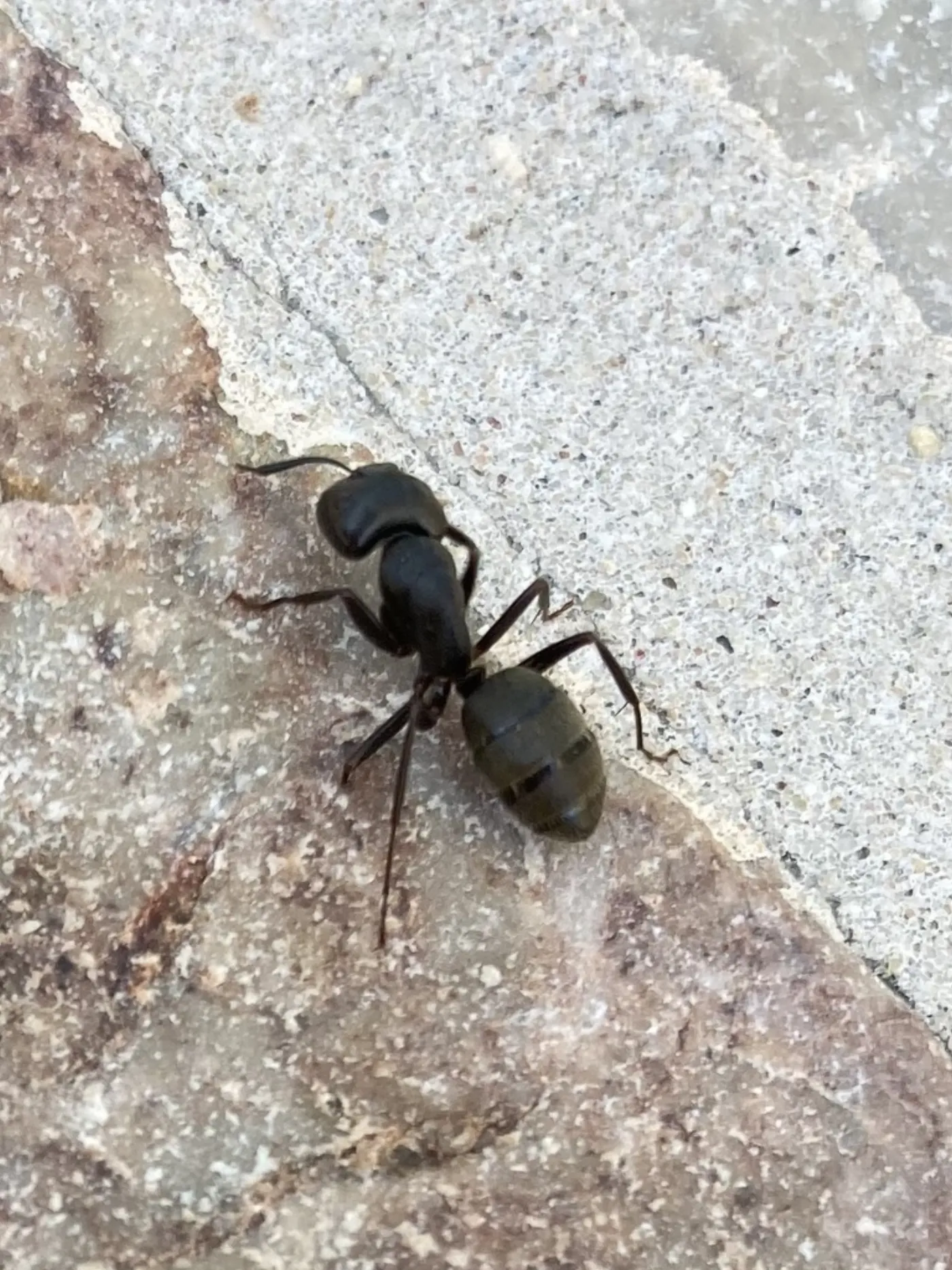 Eastern black carpenter ant on a stone step beside a concrete walk at a Damascus, Maryland home